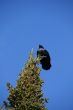 Crow on top of fir tree
