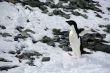 Adelie penguin starting up a hill,