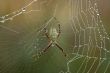Black and Yellow Garden Spider