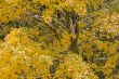 Autumn Maple Dusted with Snow
