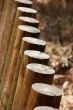 Poles in a fence