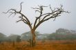 African Tree Shape