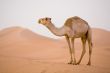 Camel in Sahara