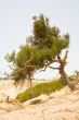 one lone tree in desert