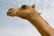 sahara camel