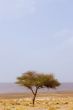 one lone tree in desert