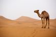 Camel in Sahara