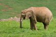 Male african elephant