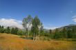 Mountain Meadow 6