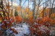 Fall splender
