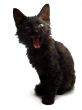 Angry black kitten