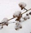 Snow Covered Burrs