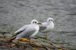 Two seagulls on coast of a water