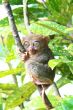 tarsier monkey