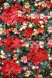 christmas tree ornaments
