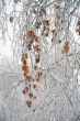 Branches of a birch with yellow leaves.