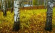 White Birches, yellow foliage.