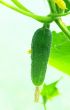 Green cucumber.