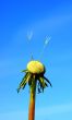 Last seeds.