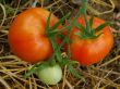 Three tomatoes.