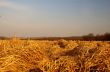 hay field