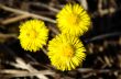 dandelion