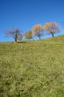 autumn tree