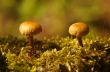 mushrooms