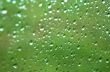 drops