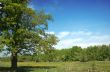the oak