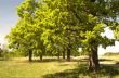 Oak grove