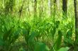 Lilies of the valley