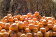 Pumpkins and Corn Stalks