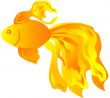 Goldfish