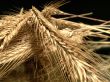 Background with wheat ears