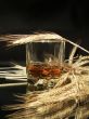 Glass of whisky and wheat ears