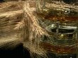 Scotch whisky and wheat ears