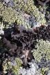 Lichen background