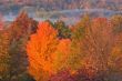 Autumn Foliage and Fog