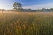 Meadow in Fog at Sunrise