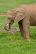 African elephant portrait