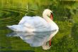 Swan Reflections