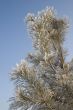 A part of snow tree under the blue sky background