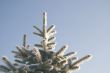 A part of snow tree under the blue sky background