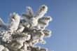 A part of snow tree under the blue sky background