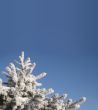 A part of snow tree under the blue sky background