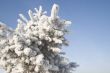 A part of snow tree under the blue sky background