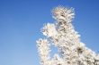 A part of snow tree under the blue sky background