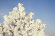 A part of snow tree under the blue sky background