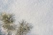 A part of snow tree under the white snow background